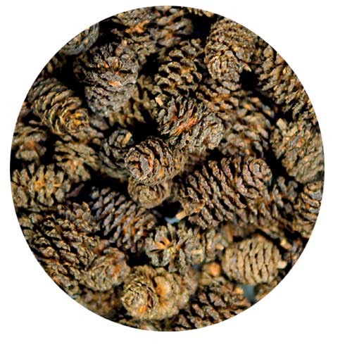 Hobby Alder Cones 50 Stk.