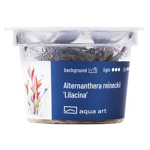 AA Invitro Alternanthera reineckii 'Lilacina'