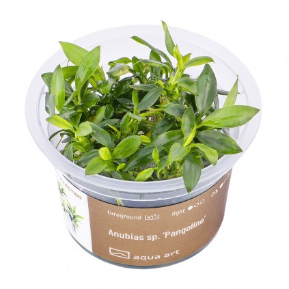 AA Invitro Anubias barteri sp. ’Pangolino’