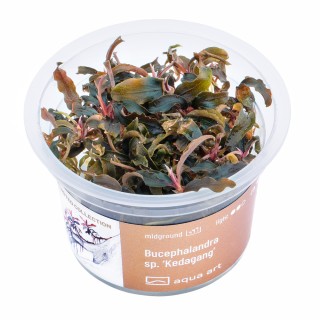 AA Invitro Bucephalandra sp. ’Kedagang’