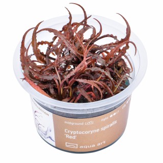 AA Invitro Cryptocoryne spiralis 'Red'