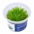 AA Invitro Eleocharis parvula ’Mini’