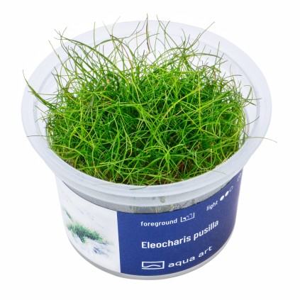 AA Invitro Eleocharis pusilla