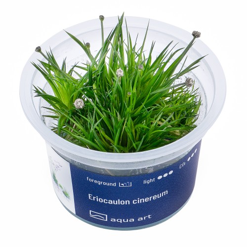 AA Invitro Eriocaulon cinereum