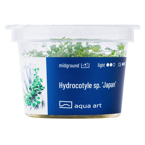 AA Invitro Hydrocotyle sp.'Japan'