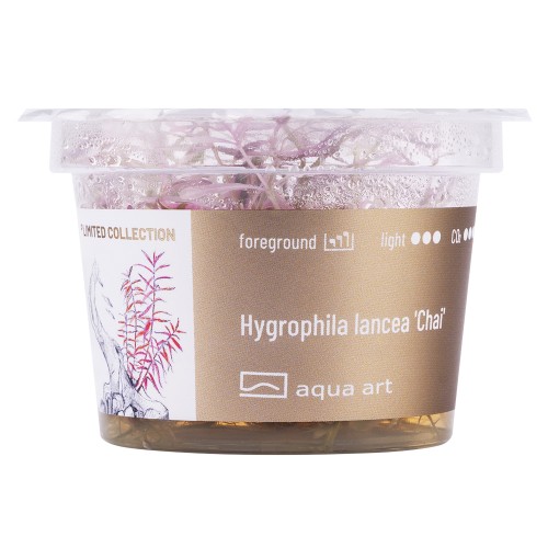 AA Invitro Hygrophila lancea 'Chai'
