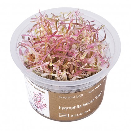 AA Invitro Hygrophila lancea 'Chai'