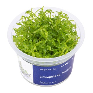 AA Invitro Limnophila  Vietnam