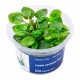 AA Invitro Lobelia cardinalis ’Mini’