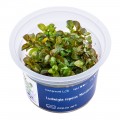 AA Invitro Ludwigia repens 'Mesakana'