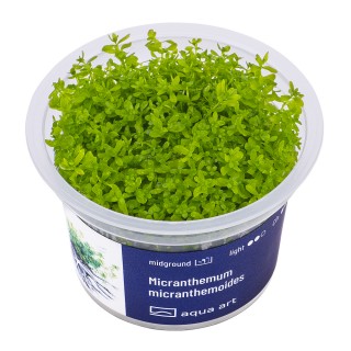 AA Invitro Micranthemum micranthemoides