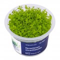 AA Invitro Micranthemum micranthemoides