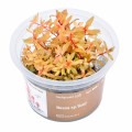 AA Invitro Nesea sp. 'Gold'