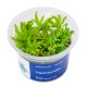 AA Invitro Pogostemon helferi