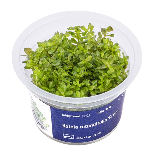 AA Invitro Rotala rotundifolia 'Green'
