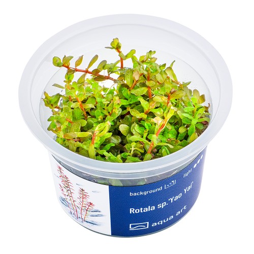 AA Invitro Rotala sp.'Yao Yai'
