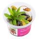 AA Invitro Nepenthes macfarlanei