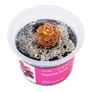 AA Invitro Pinguicula ‘Florian'