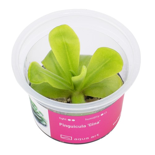 AA Invitro Pinguicula ‘Gina’