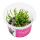 AA Invitro Sarracenia flava var atropurpurea