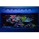 RF Reef flare Pro L (white)