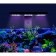 RF Reef flare Pro BLUE L (white)
