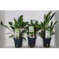 Cryptocoryne mix brett 42 planter vår utvalg