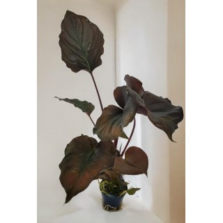 Homalomena Humilis