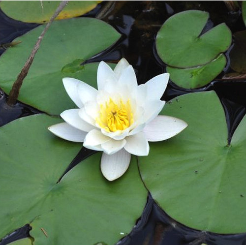 Nymphaea 'Alba'
