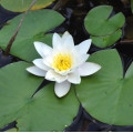 Nymphaea 'Alba'