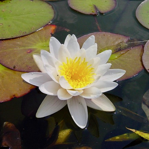Nymphaea 'Gladstoniana'