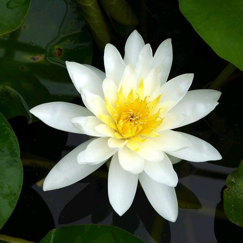 Nymphaea 'Marliacea Albida'