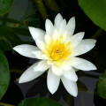 Nymphaea 'Marliacea Albida'