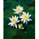Nymphaea 'Gonnere