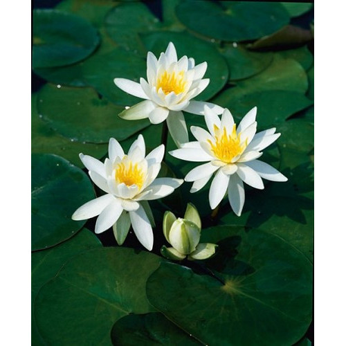 Nymphaea 'Gonnere
