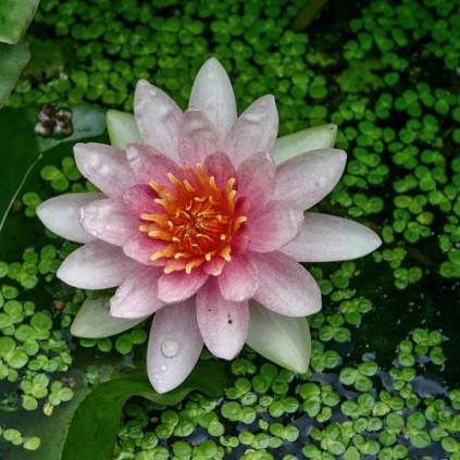 Nymphaea 'Fabiola'