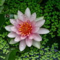 Nymphaea 'Fabiola'