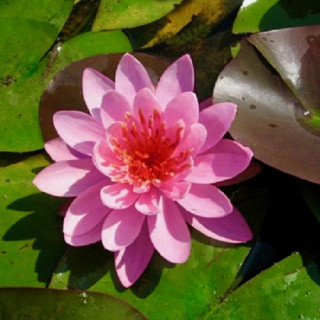 Nymphaea 'Firecrest'