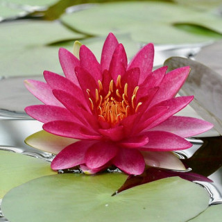 Nymphaea 'Attraction'