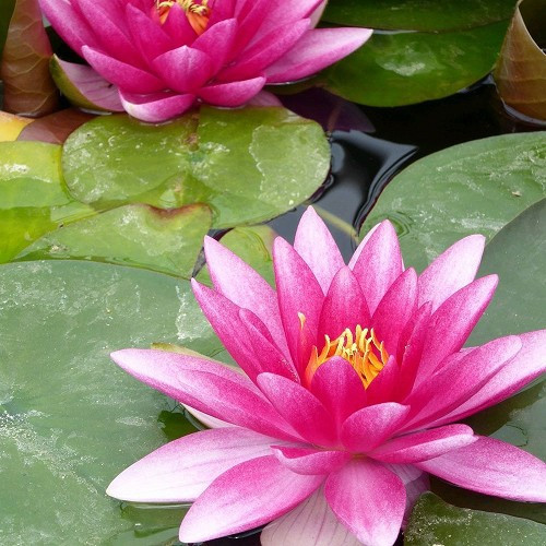 Nymphaea 'Charles de Meurvil