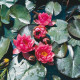 Nymphaea 'James Brydon'