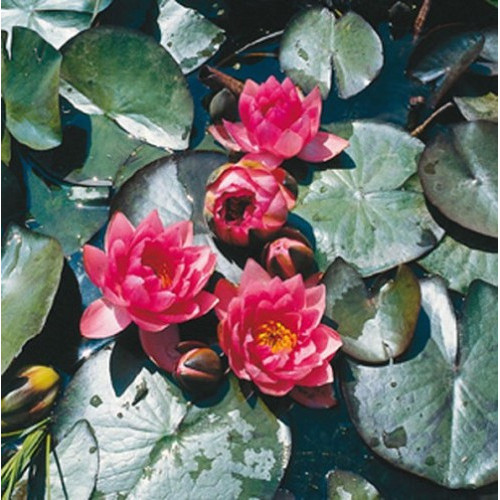 Nymphaea 'James Brydon'
