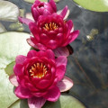 Nymphaea 'Laydekeri Purpurata