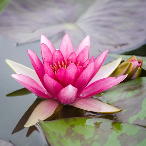 Nymphaea 'Pygmaea Rubra'