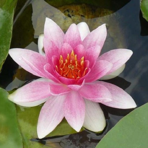 Nymphaea 'Masaniello'