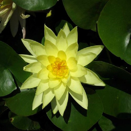 Nymphaea 'Marl. Chromatella'