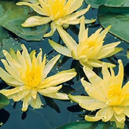 Nymphaea 'Moorei'