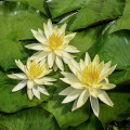 Nymphaea 'Sulphurea'