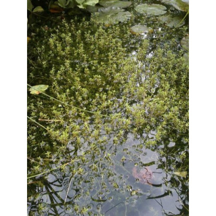 Crasula Recurva