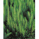 Hippuris vulgaris